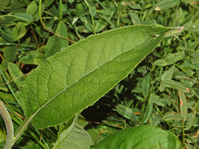 Campanula glomerata / Campanula agglomerata